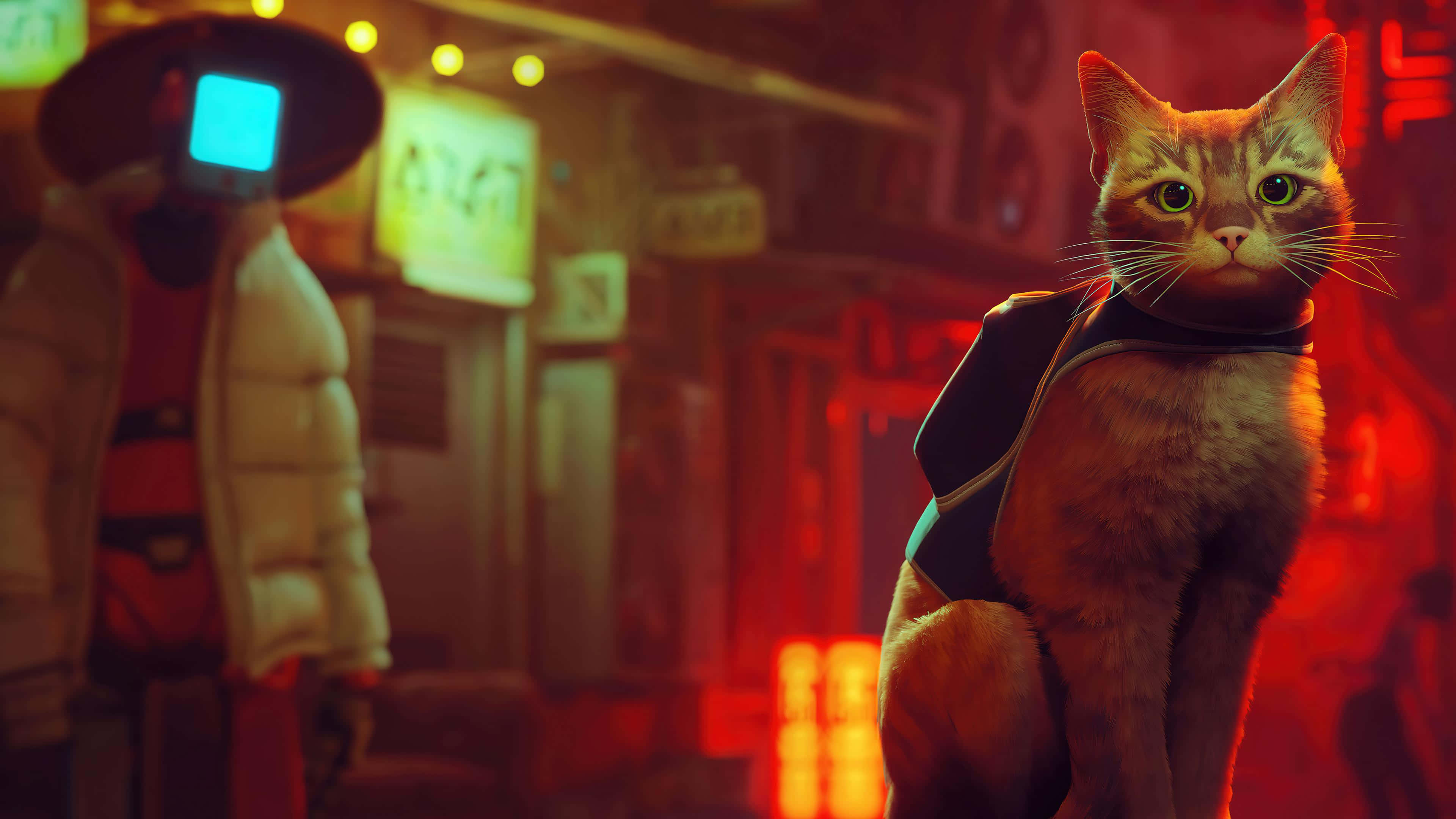 Stray, ginger cat, glowing eyes, 4K Desktop Wallpaper