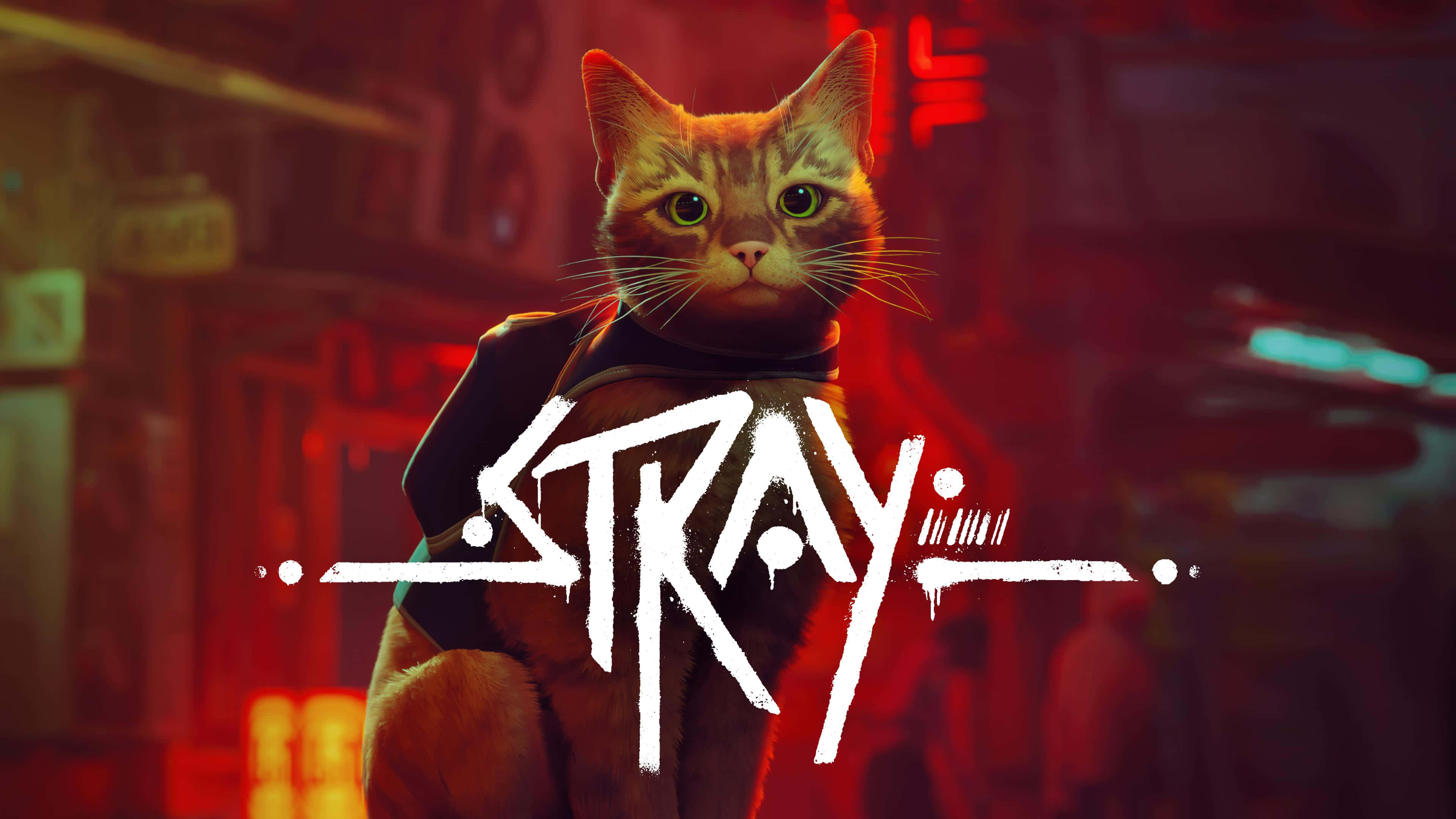 Stray, ginger cat, dark jacket, 4K Desktop Wallpaper