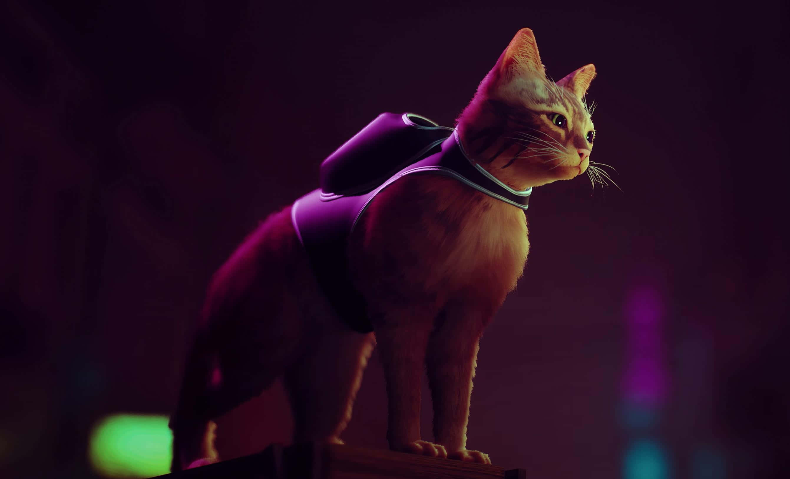 Stray, ginger cat, purple harness, 2K Desktop Wallpaper