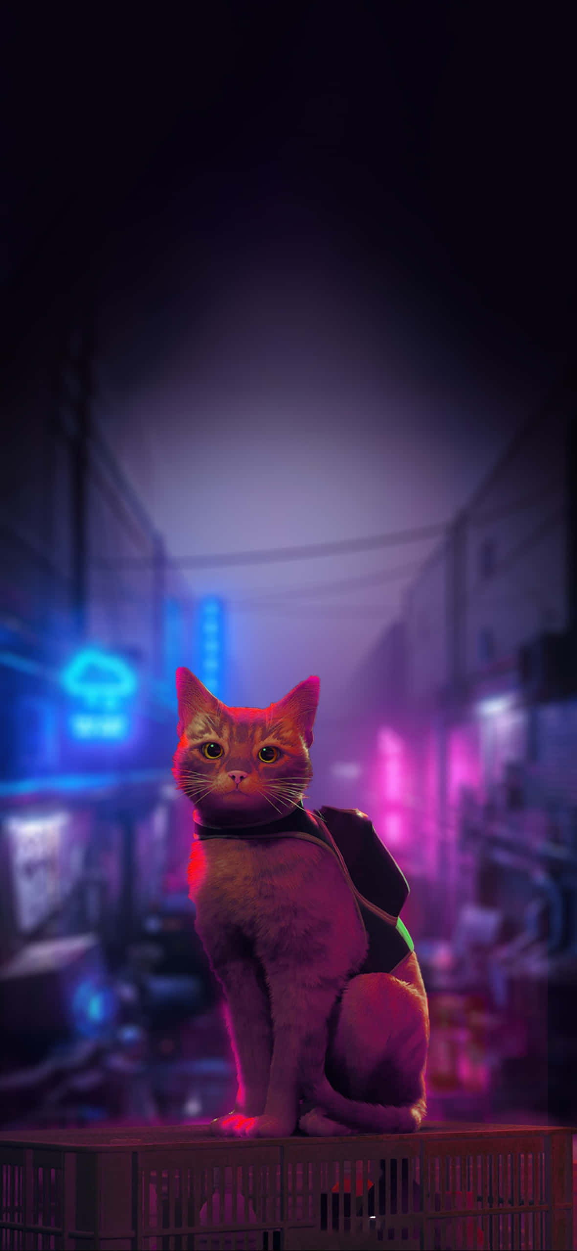 Stray, ginger cat, backpack, Full HD Phone Wallpaper
