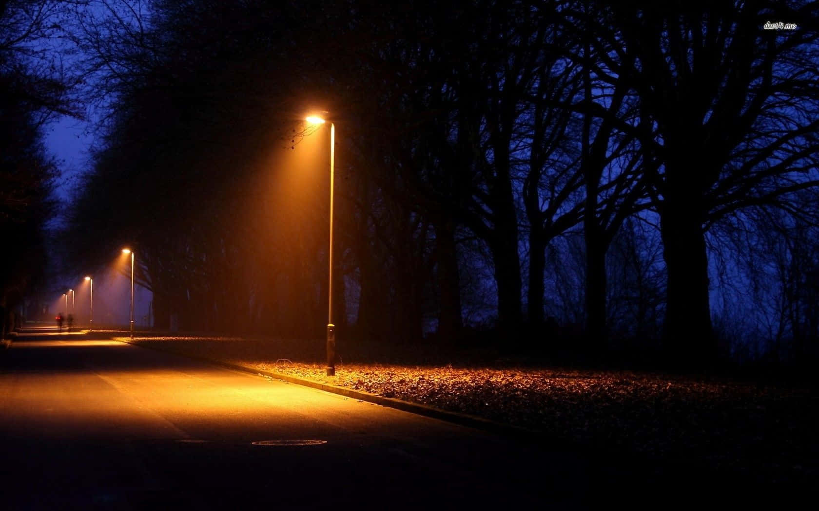 Street Light Trees, misty night, warm streetlights, HD Desktop Wallpaper