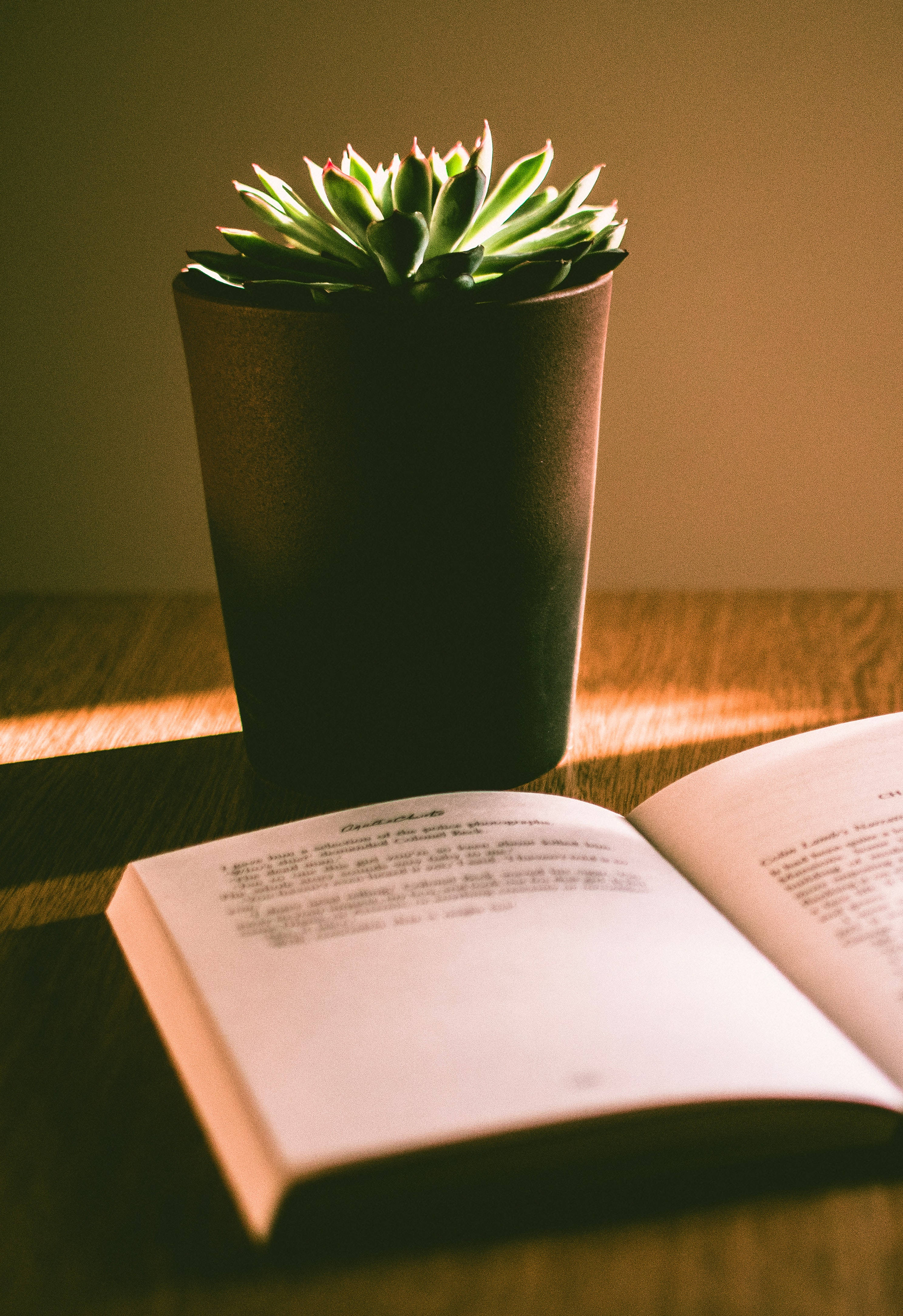 succulent, black pot, open book, 4K Phone Wallpaper