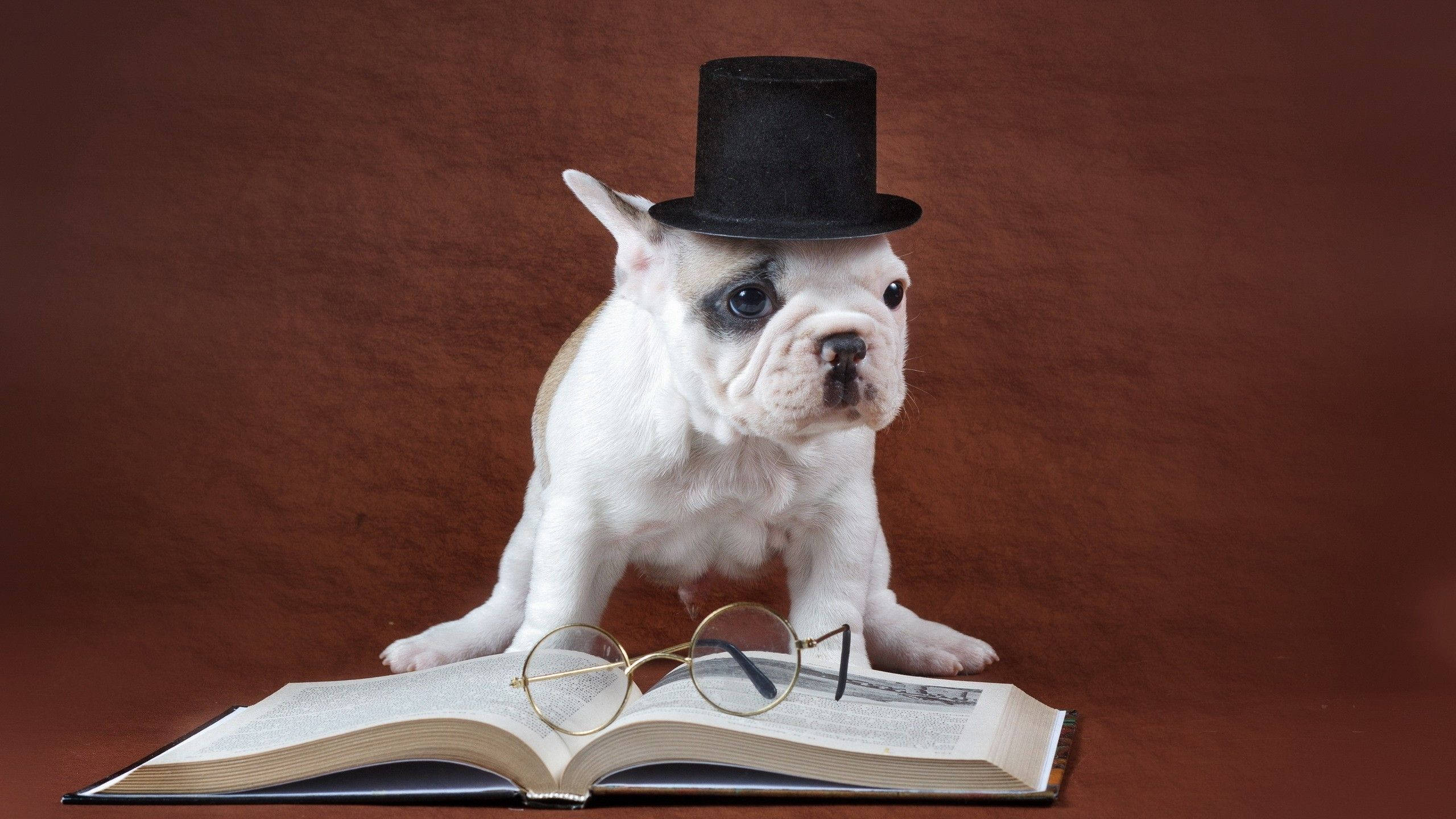 white French bulldog puppy, black top hat, round glasses, 2K Desktop Wallpaper