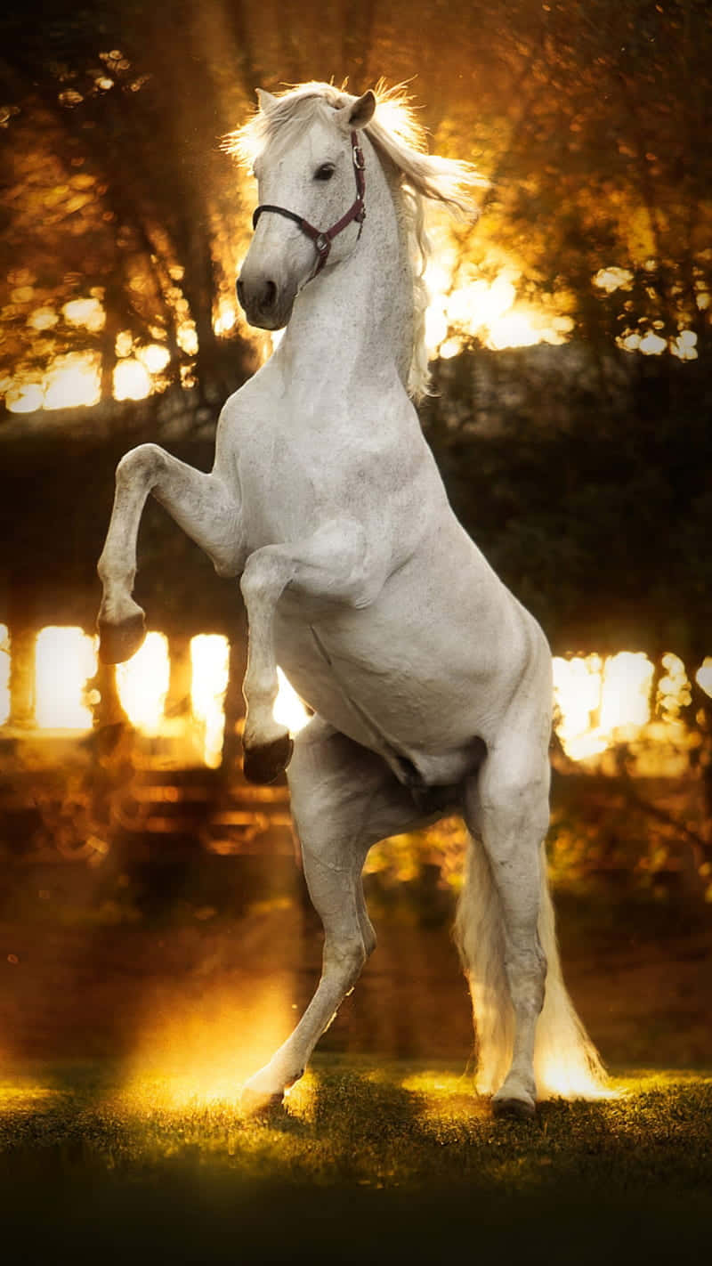 white horse, golden sunset, forest, HD Phone Wallpaper