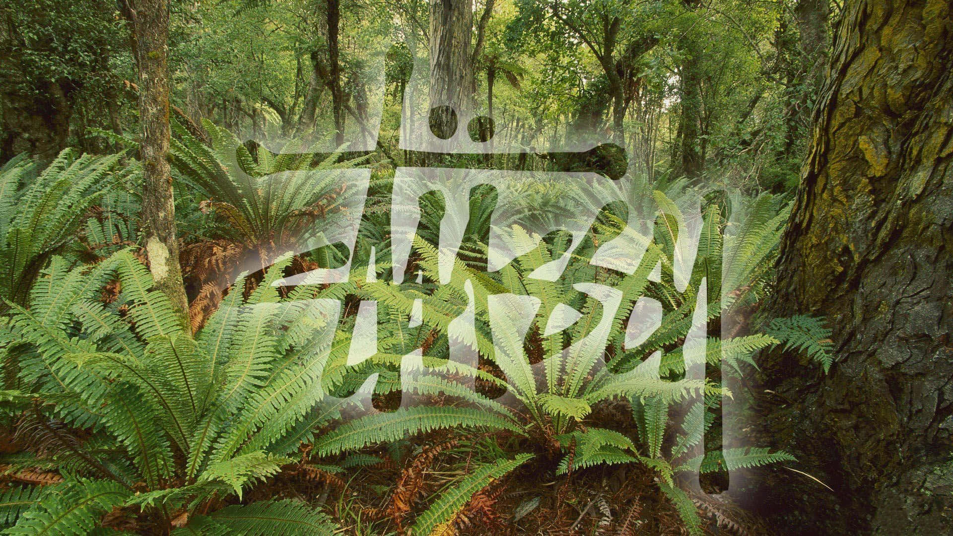 Stussy, logo, fern forest, Full HD Desktop Wallpaper