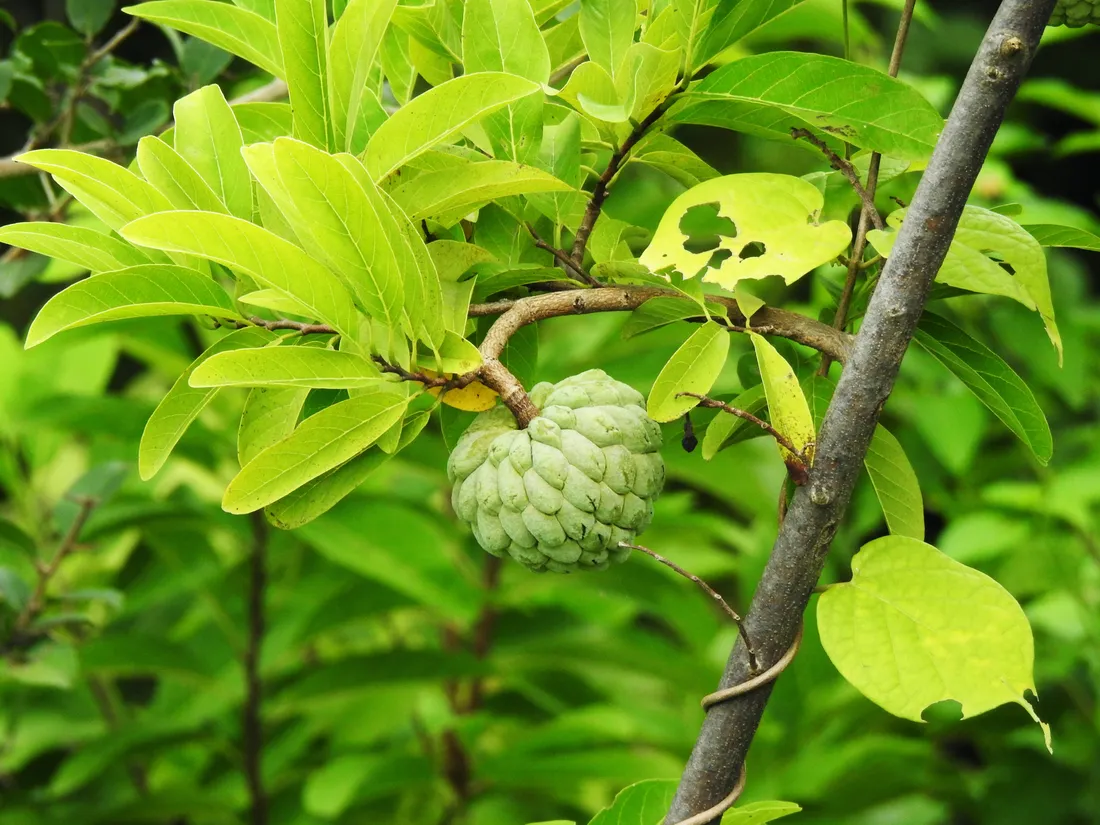 Sugar Apple