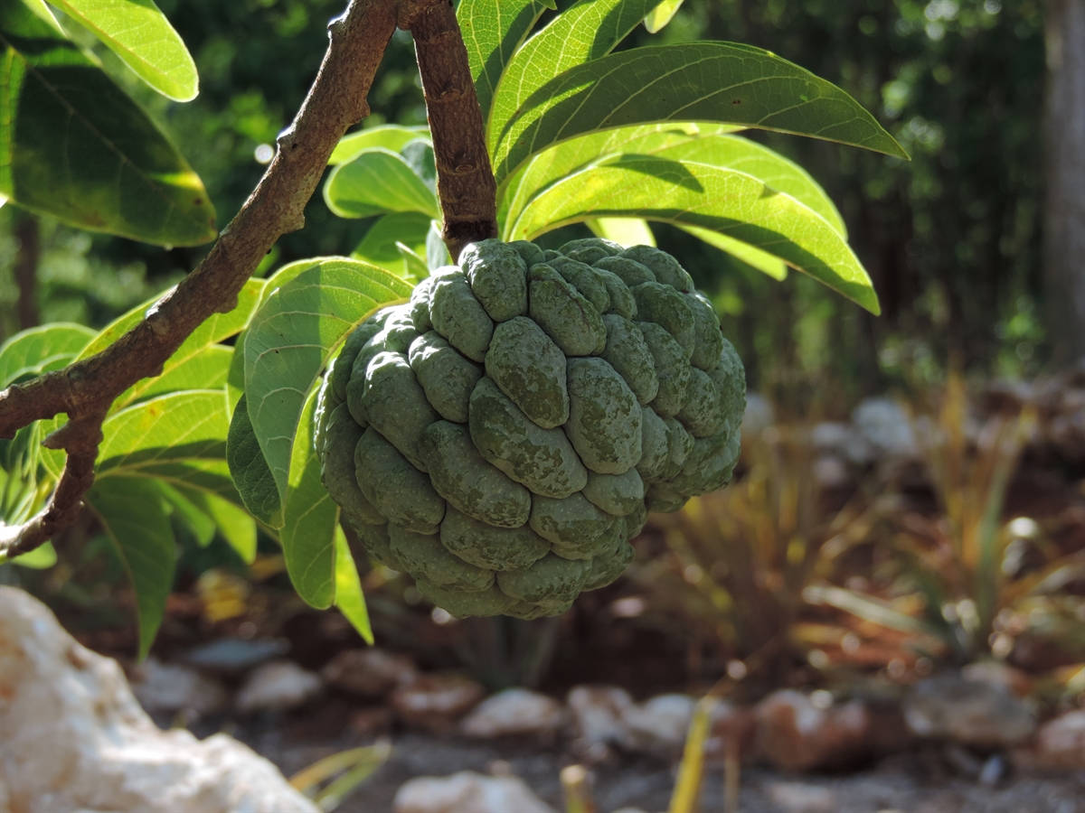 Sugar Apple, green custard apple, branch, SD Desktop Wallpaper