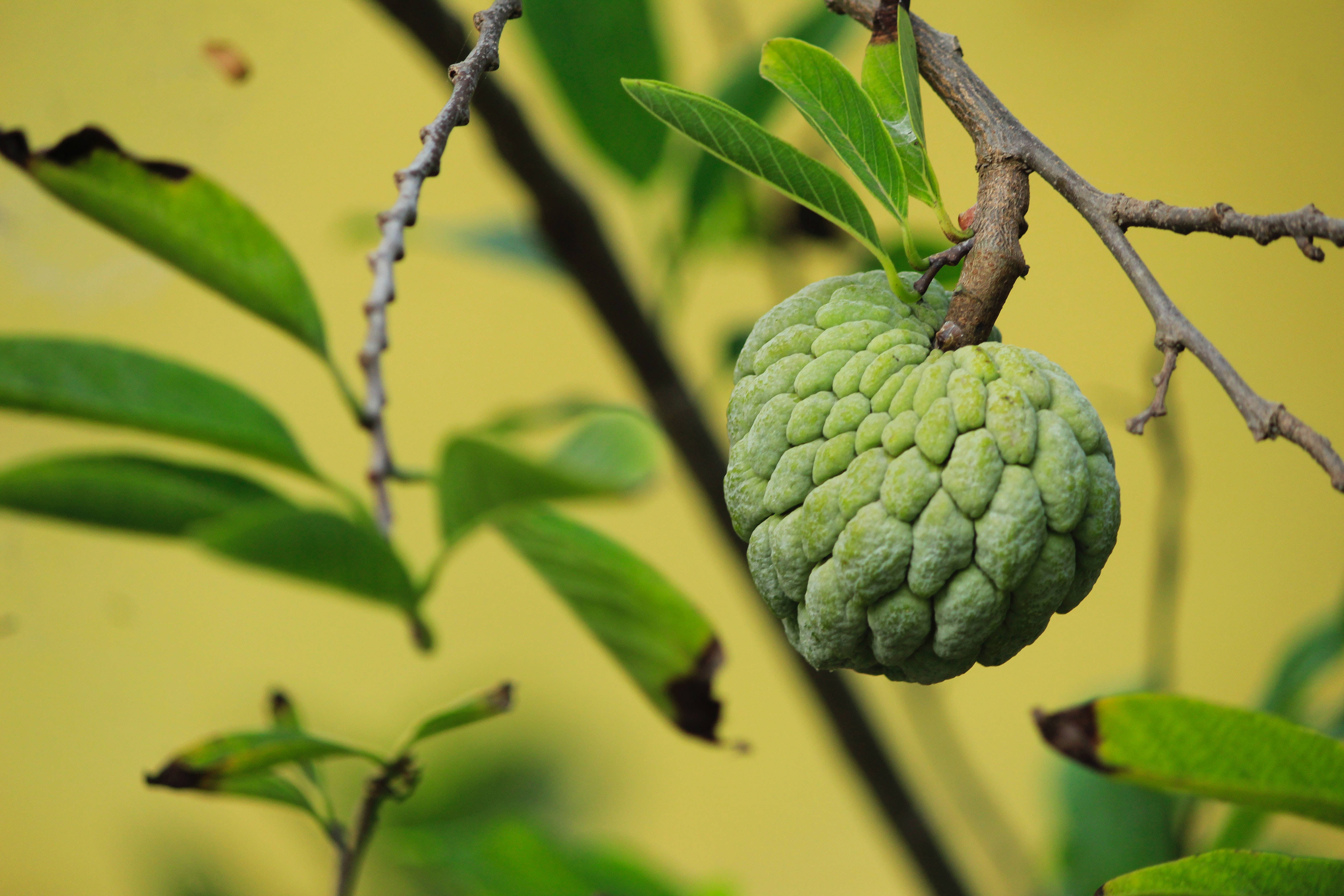 Sugar Apple, branch, tree, 5K Desktop Wallpaper