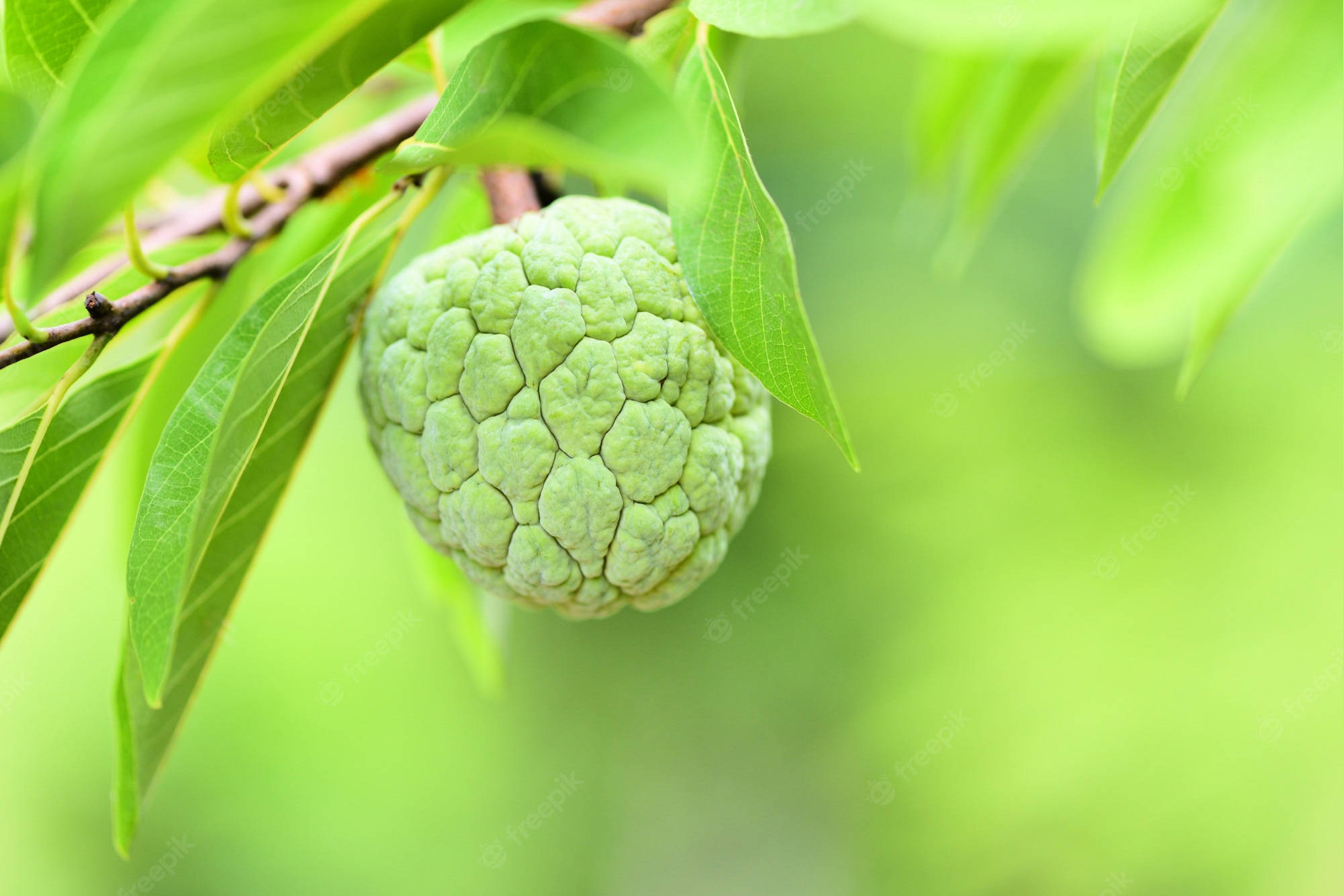 Sugar Apple, green custard apple, vibrant green leaves, Full HD Desktop Wallpaper