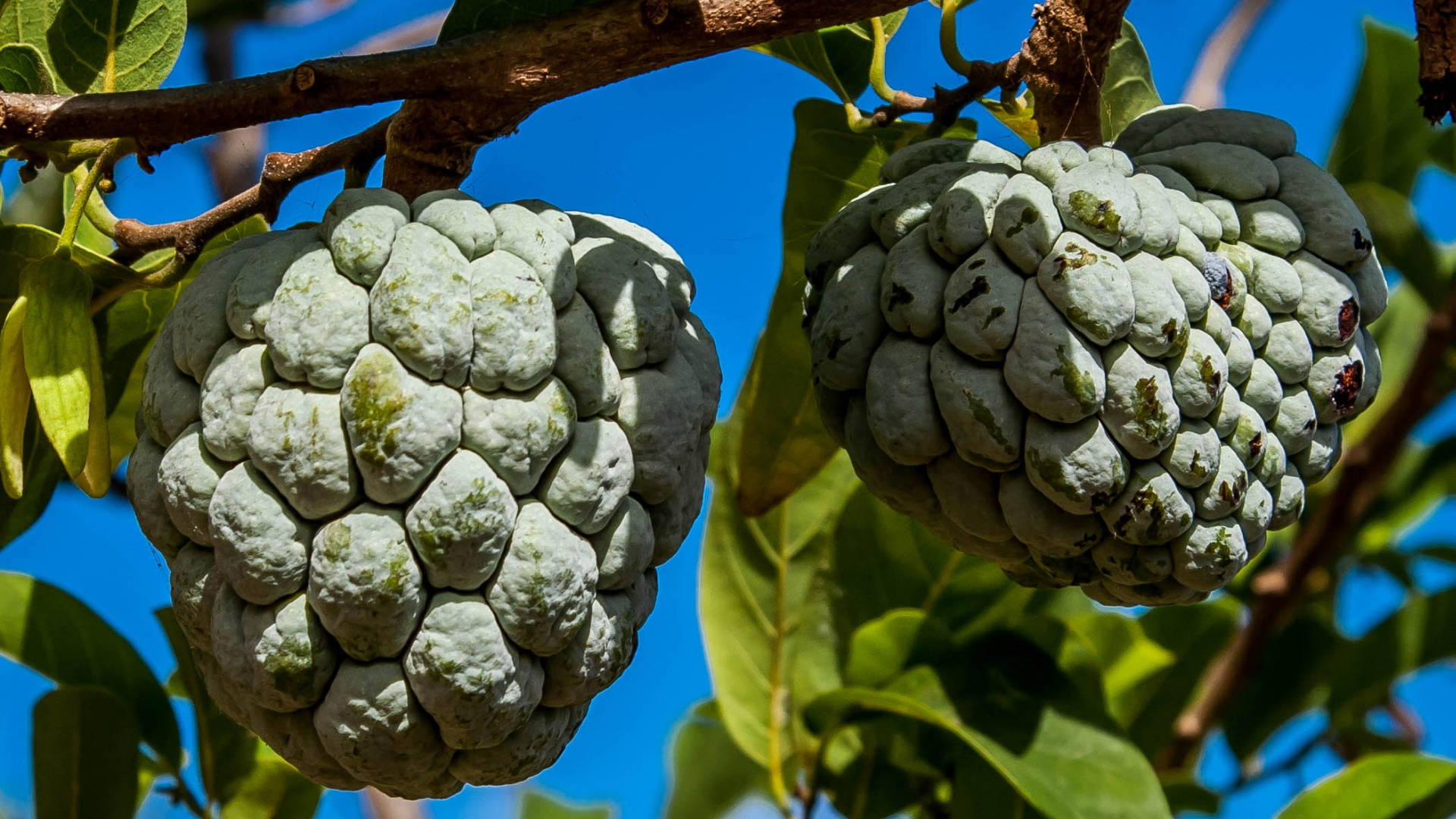 Sugar Apple, tree, branch, Full HD Desktop Wallpaper