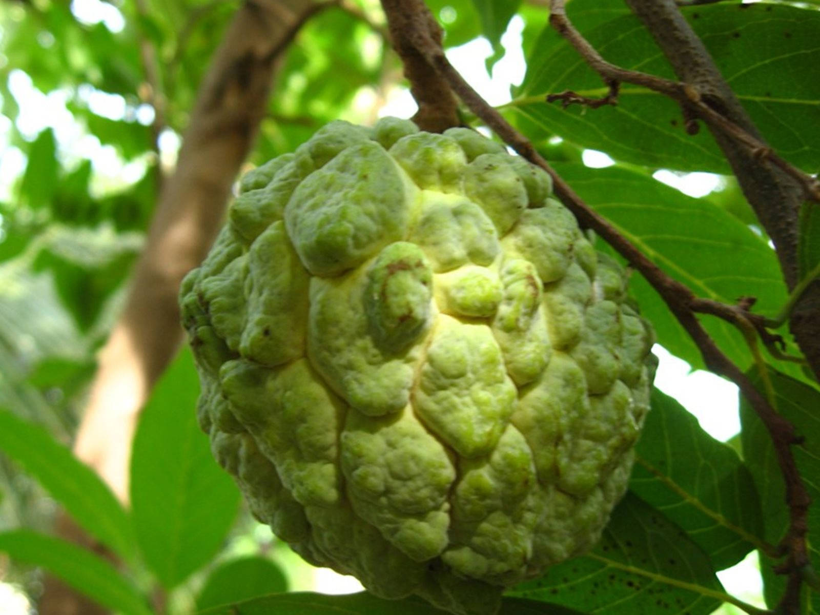 Sugar Apple, custard apple, green, HD Desktop Wallpaper