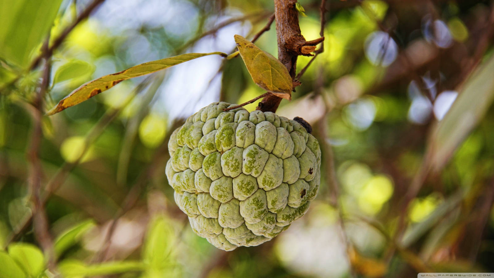 Sugar Apple, green custard apple, tree branch, HD Desktop Wallpaper