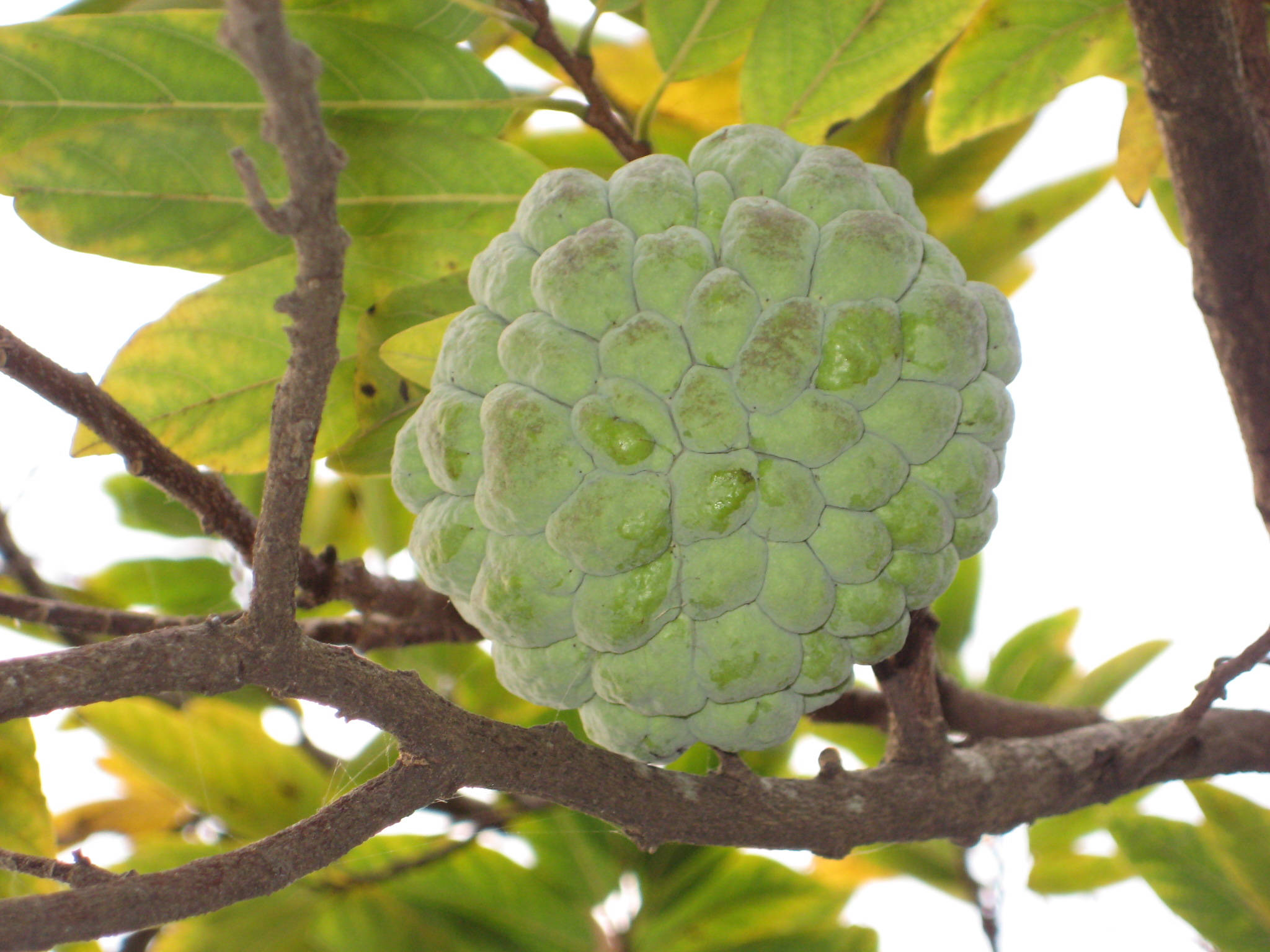 odd shape sugar apple, green custard apple, tree branch, Full HD Desktop Wallpaper