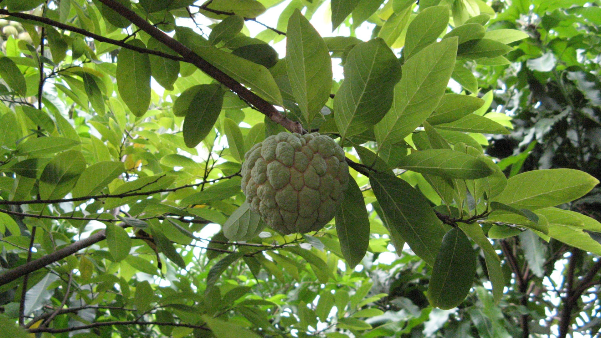 Sugar Apple Tree, green custard apple, broad leaves, Full HD Desktop Wallpaper