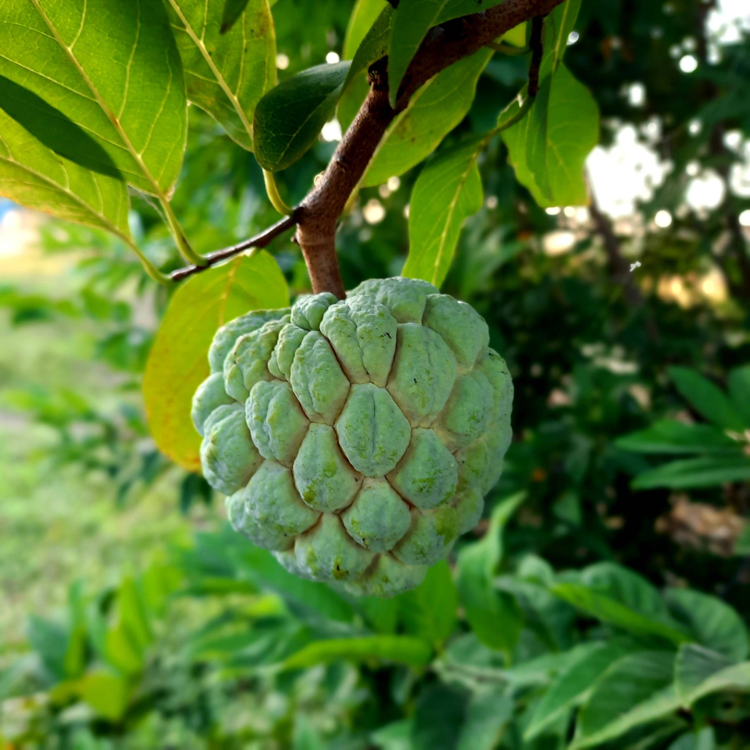 Sugar Apple, custard apple, lush green leaves, 2K Desktop Wallpaper
