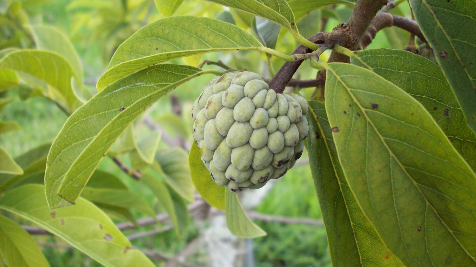 Sugar Apple, custard apple, green, Full HD Desktop Wallpaper