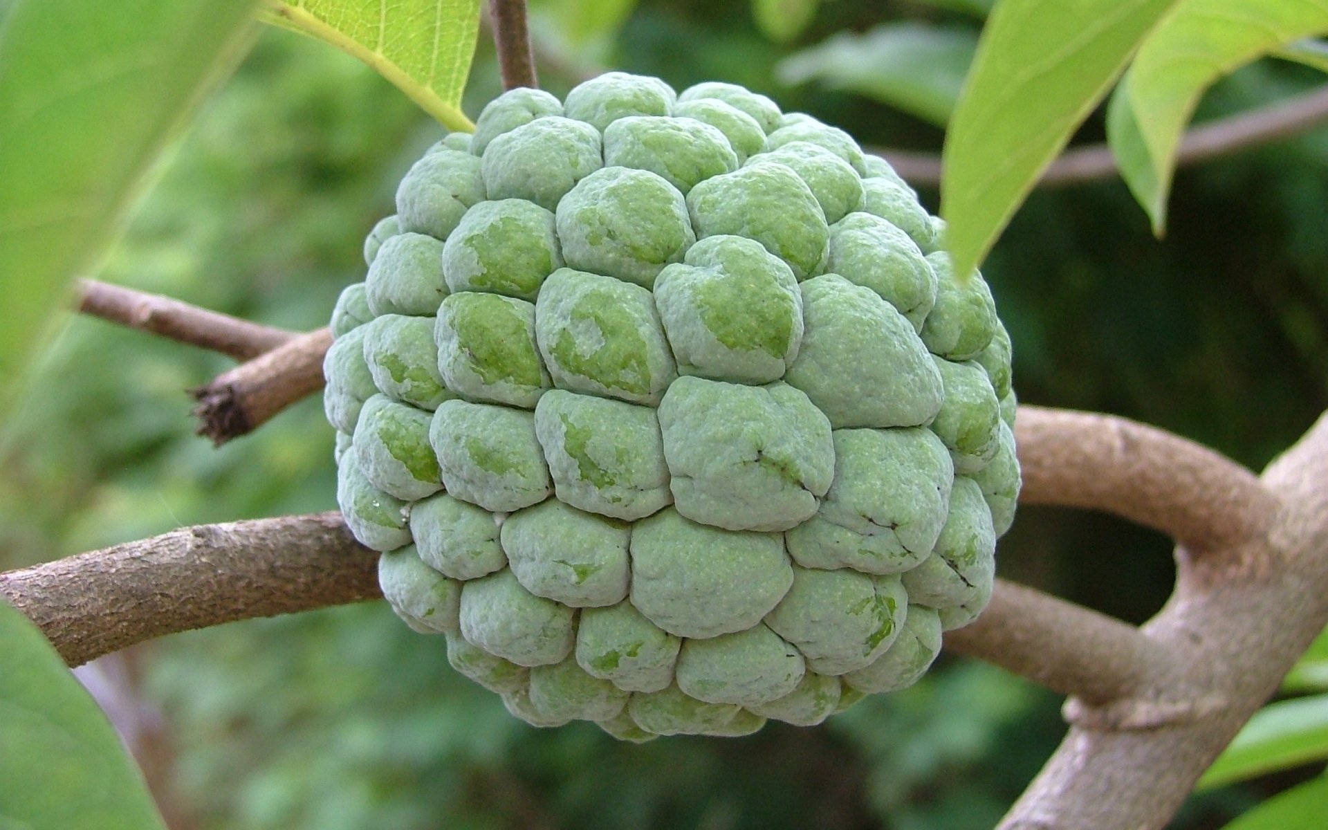 Sugar Apple, heart shaped fruit, green custard apple, Full HD Desktop Wallpaper