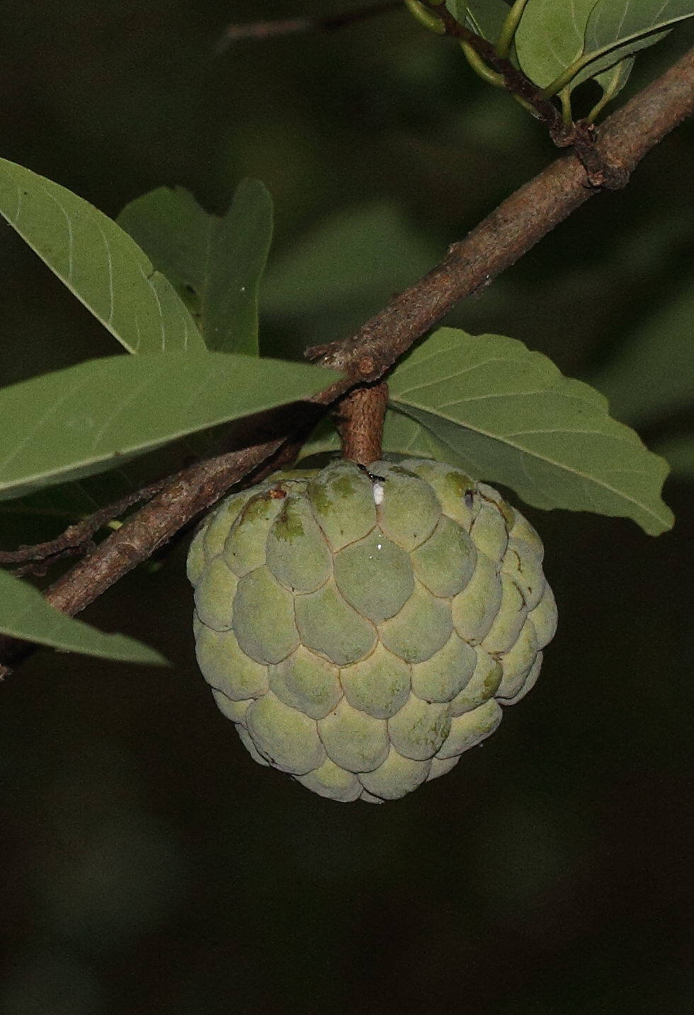 Sugar Apple, night photography, green custard apple, HD Phone Wallpaper
