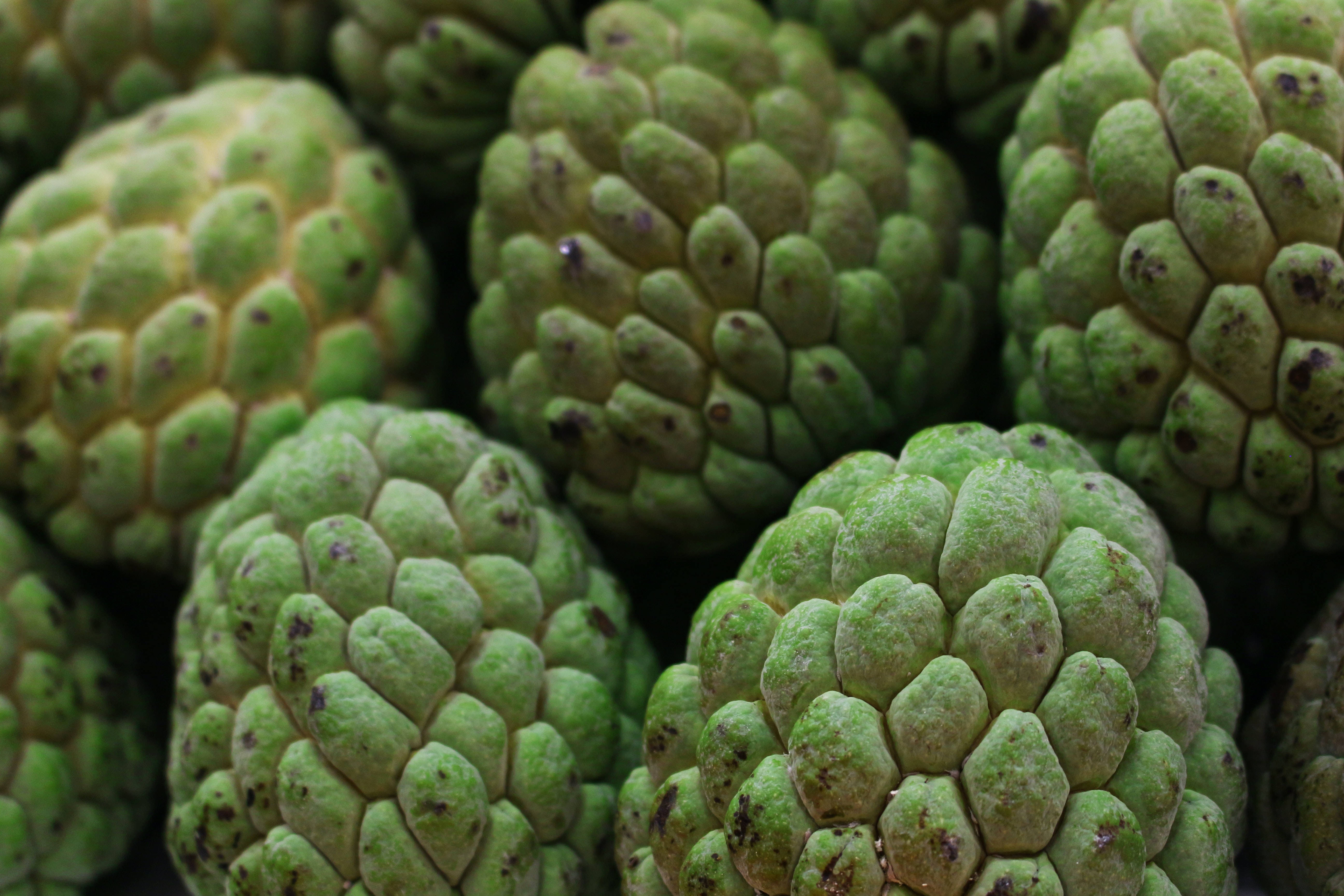Sugar Apple, edible fruit, fresh green custard apples, 5K Desktop Wallpaper