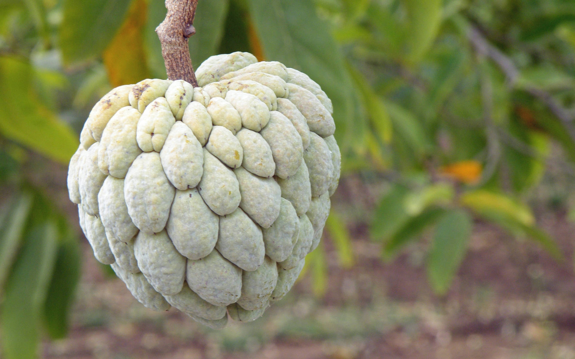 Sugar Apple, pale green custard apple, tree branch, Full HD Desktop Wallpaper