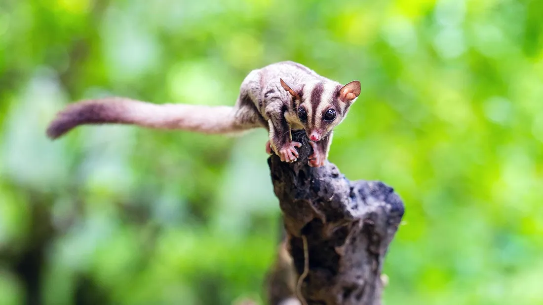 Sugar Glider Wallpapers