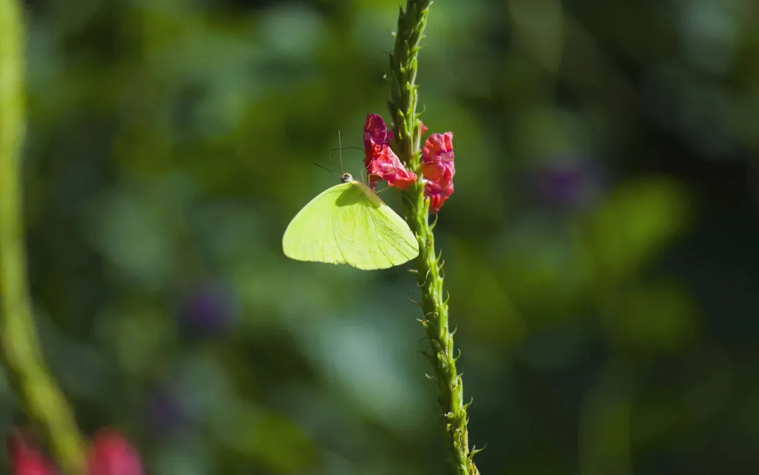 Sulphur Butterfly