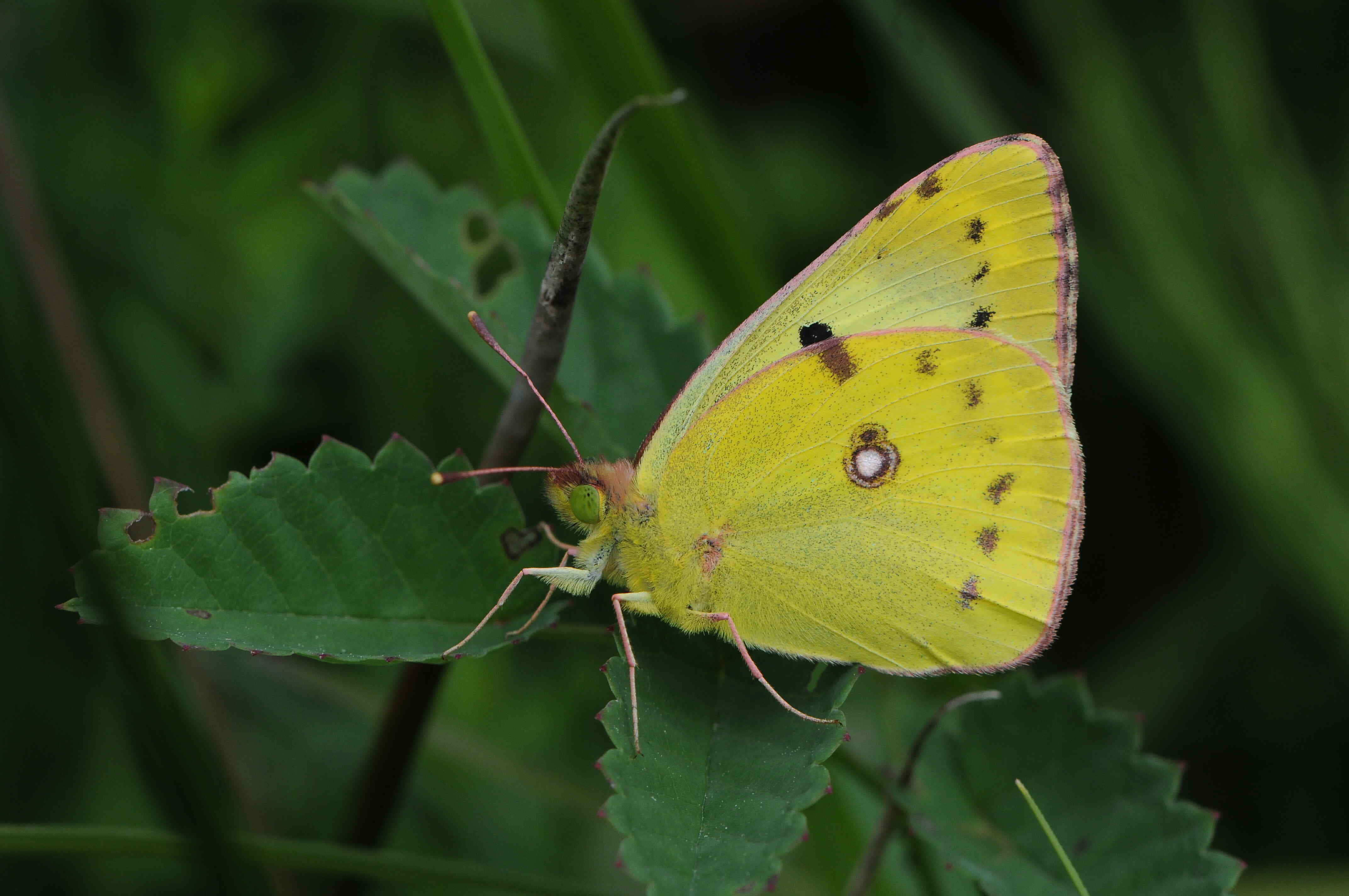 Yellow Sulphur Butterfly, black spots, white eye-like mark, 4K Desktop Wallpaper