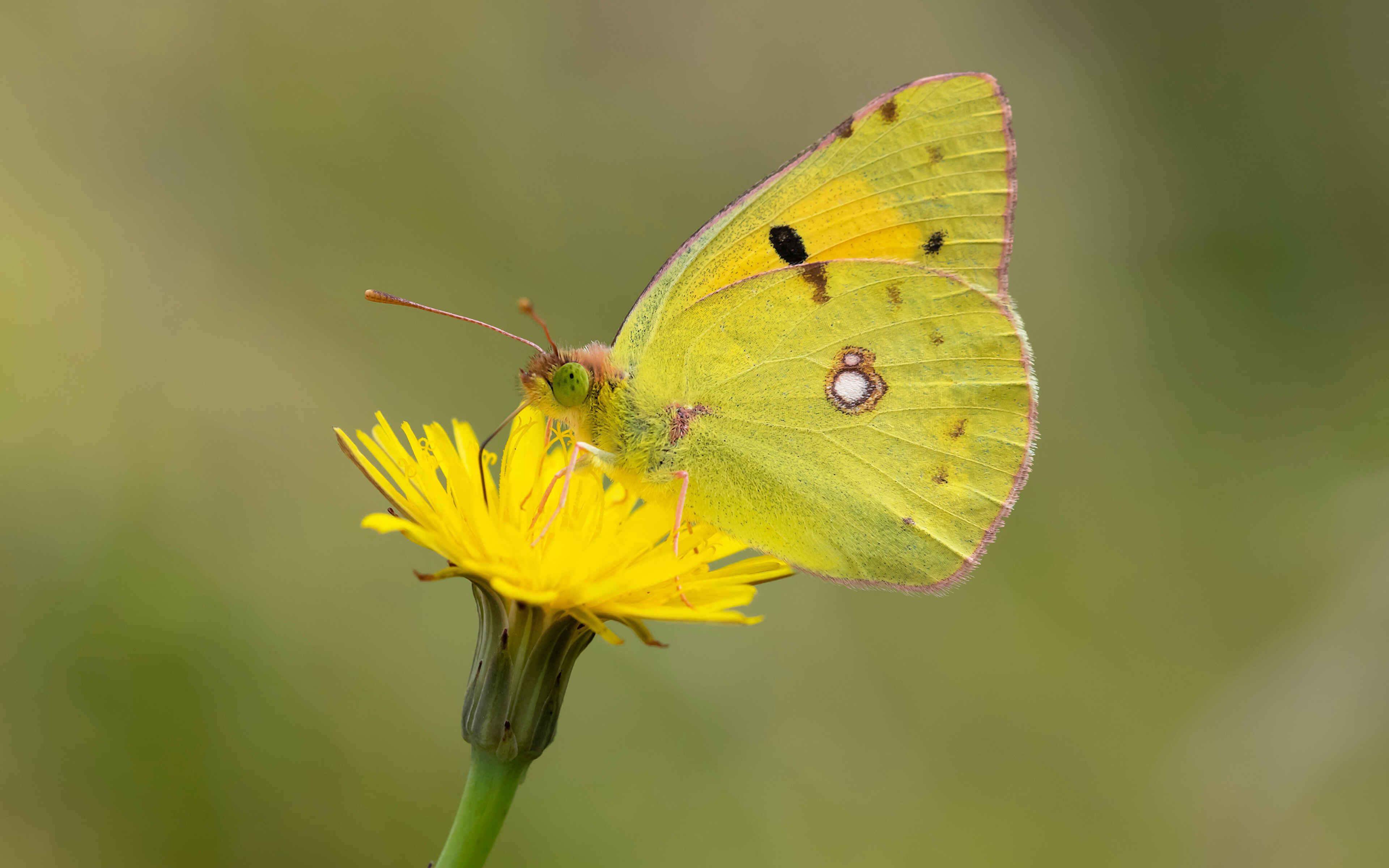 Sulphur Butterfly, yellow flower, black spots, 4K Desktop Wallpaper