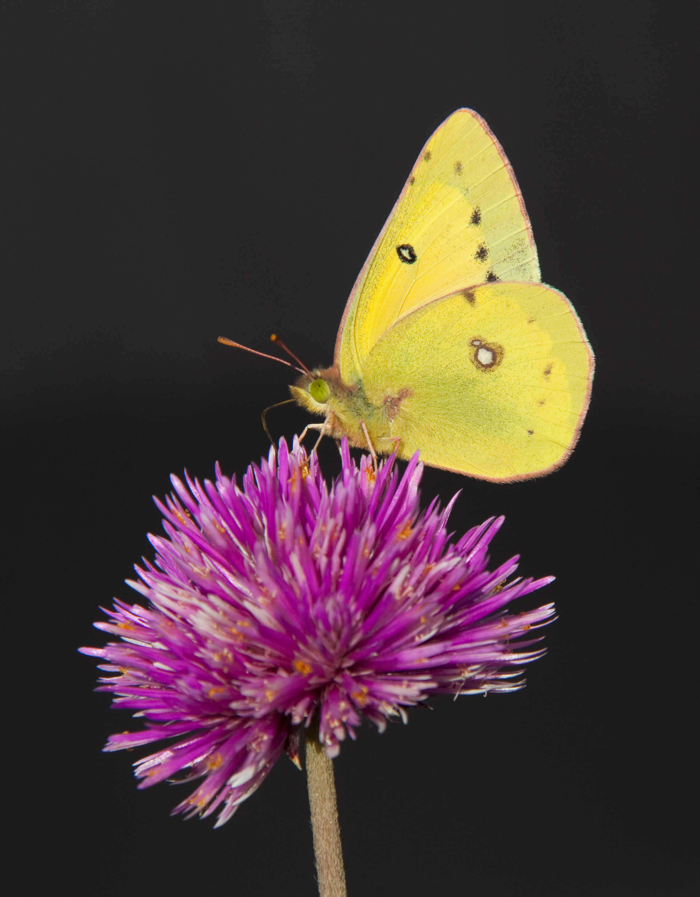 Sulphur Butterfly, purple thistle flower, yellow butterfly, 2K Phone Wallpaper