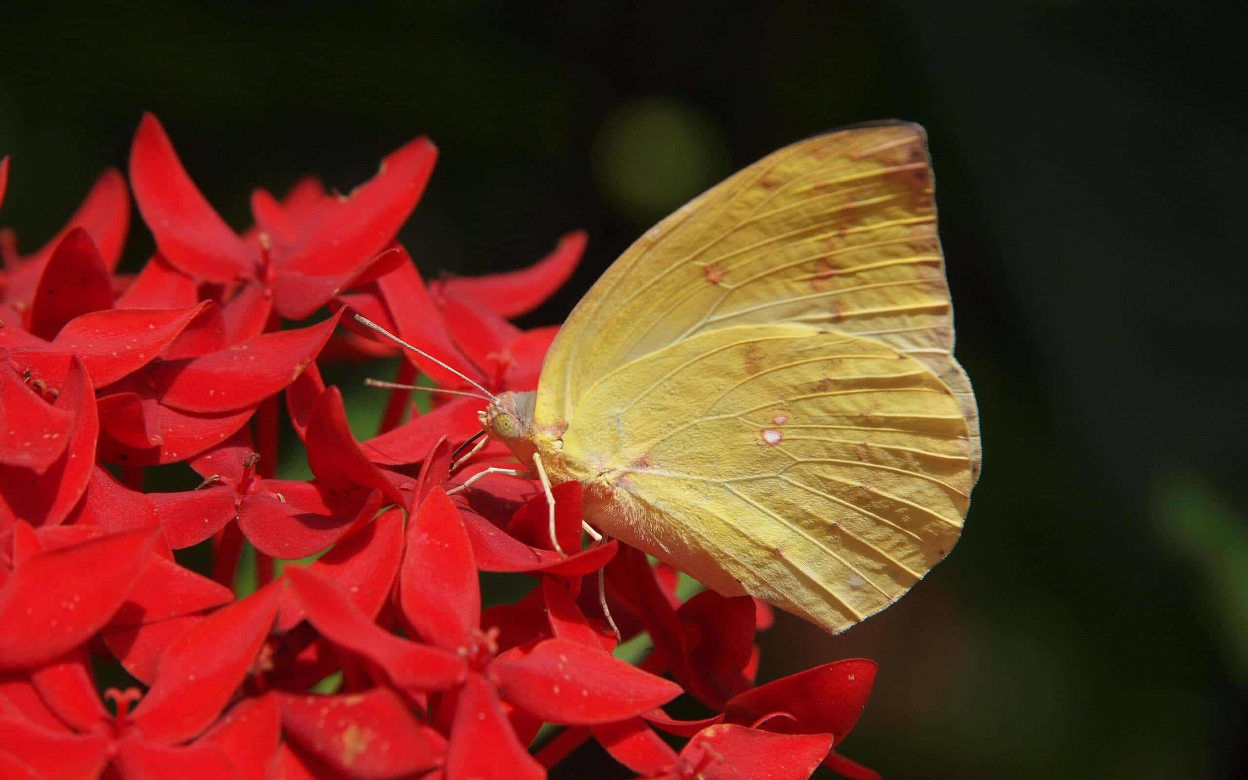 Sulphur Butterfly, red flowers, yellow butterfly, 2K Desktop Wallpaper
