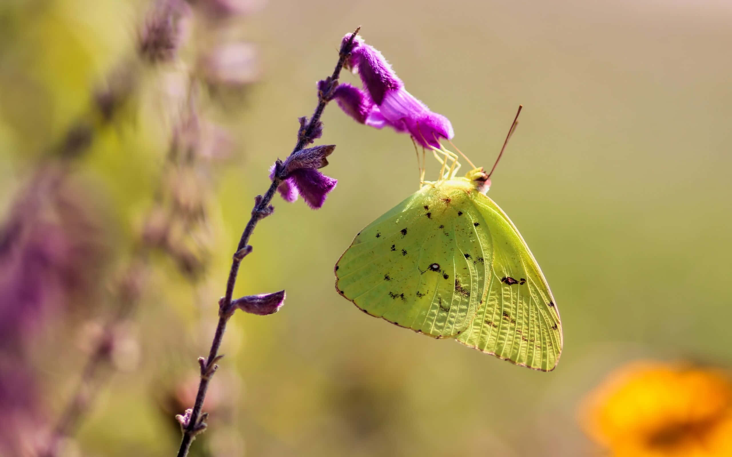 Sulphur Butterfly, purple flower, bright yellow butterfly, 2K Desktop Wallpaper