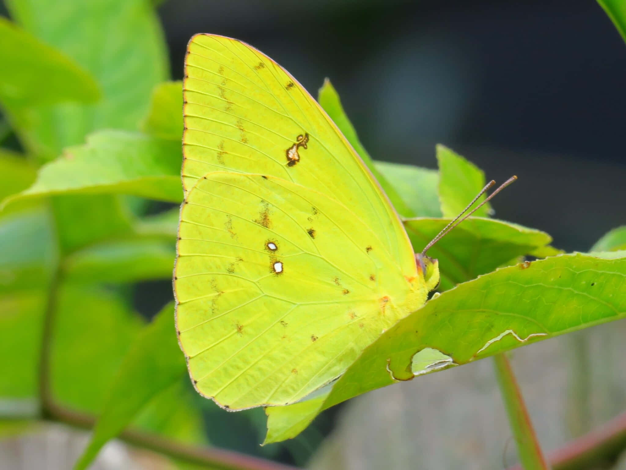 Sulphur Butterfly, green leaf, vibrant green leaf, Full HD Desktop Wallpaper