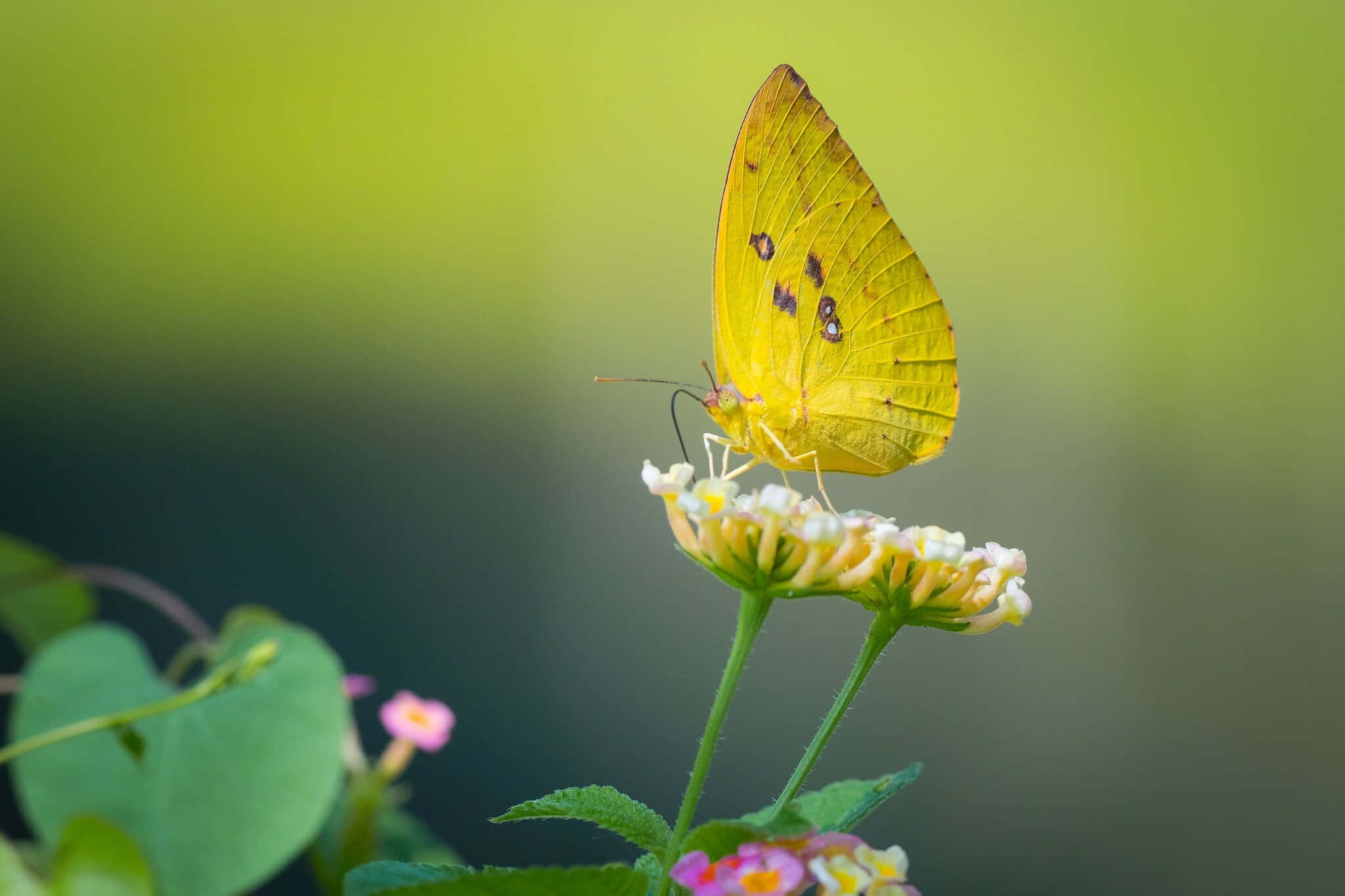 Sulphur Butterfly, yellow butterfly, dark spots, Full HD Desktop Wallpaper