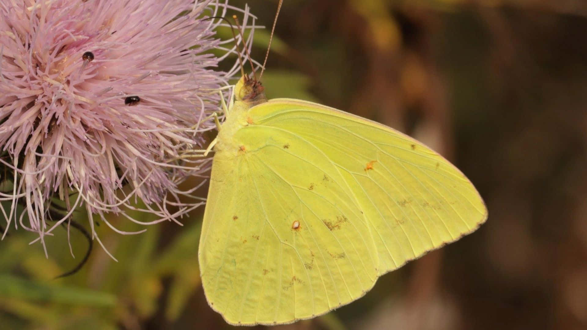Sulphur Butterfly, pink thistle flower, bright yellow butterfly, Full HD Desktop Wallpaper