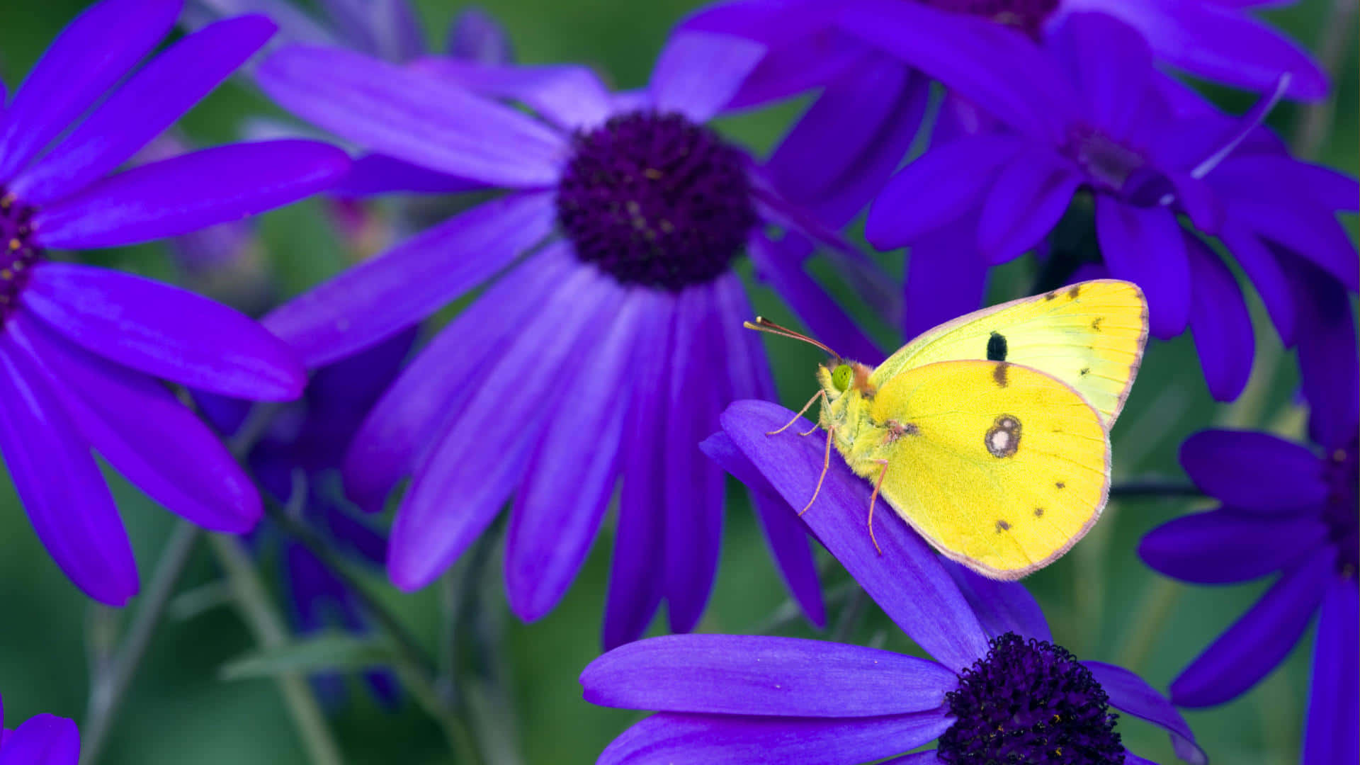 Sulphur Butterfly, purple flowers, vivid purple daisy, Full HD Desktop Wallpaper