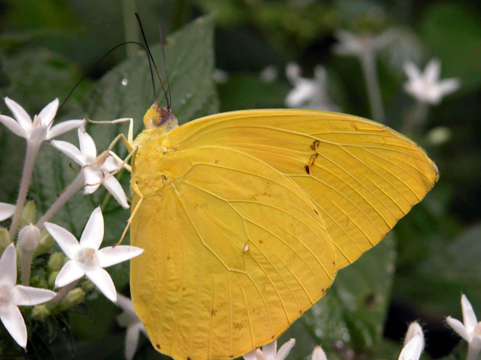 Yellow Sulphur Butterfly, white star-shaped flowers, lush green foliage, HD Desktop Wallpaper