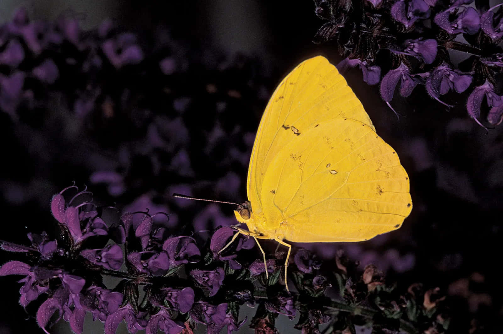 Yellow Sulphur Butterfly, purple flowers, deep purple flowers, HD Desktop Wallpaper