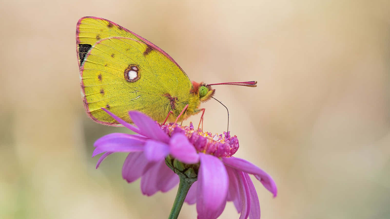 Sulphur Butterfly, purple daisy, vibrant yellow butterfly, HD Desktop Wallpaper
