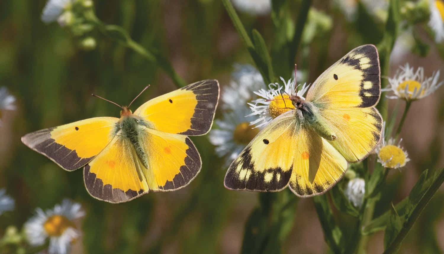Sulphur Butterfly, yellow butterflies, black markings, HD Desktop Wallpaper