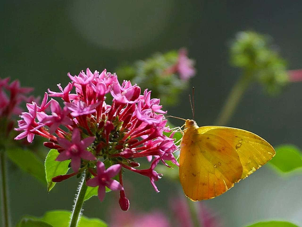 Sulphur Butterfly, pink flower, vivid pink star-shaped flowers, HD Desktop Wallpaper