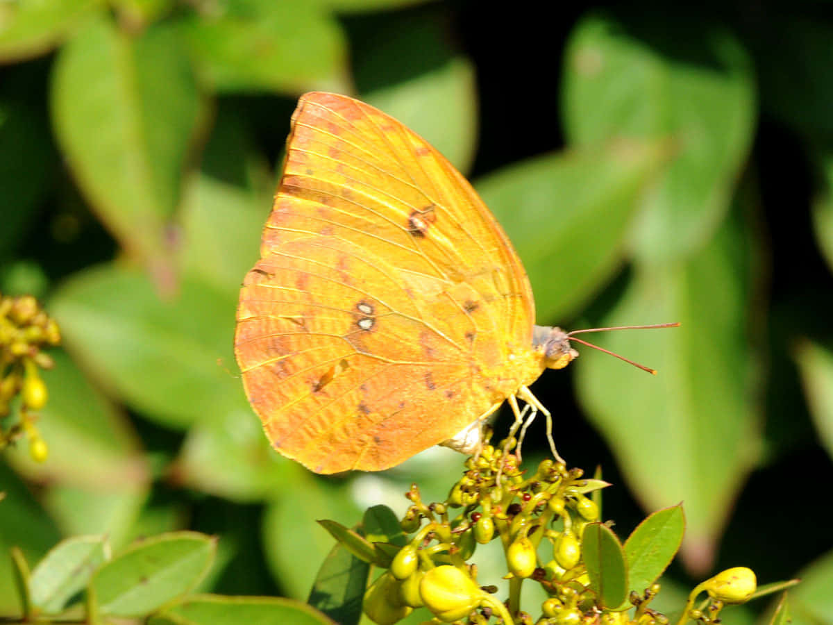 vibrant orange butterfly, spotted wings, small yellow buds, SD Desktop Wallpaper