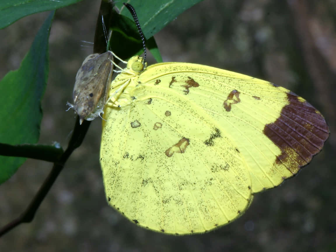yellow sulphur butterfly, brown spots, maroon hindwing, SD Desktop Wallpaper