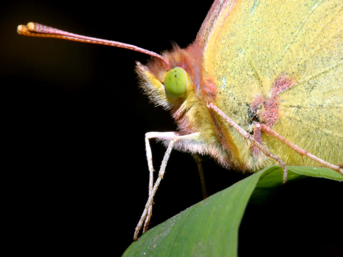 Sulphur Butterfly, yellow butterfly, green eyes, SD Desktop Wallpaper