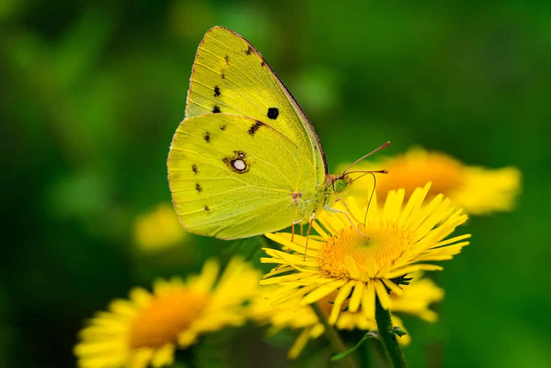 Sulphur Butterfly, yellow flower, dandelion flower, SD Desktop Wallpaper