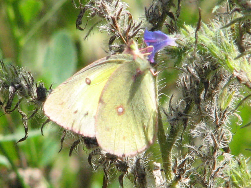 Sulphur Butterfly, yellow butterfly, pinkish edges, SD Desktop Wallpaper