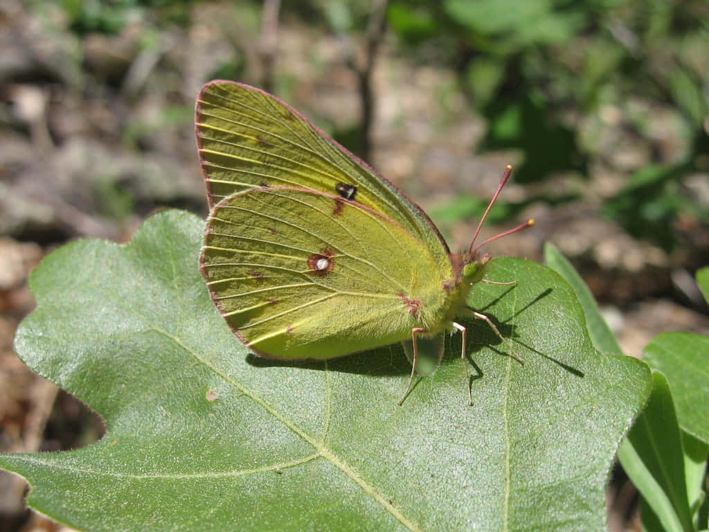 Sulphur Butterfly, green leaf, sunlit forest, SD Desktop Wallpaper