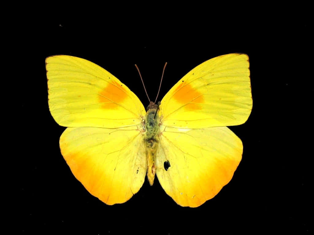 vibrant yellow sulphur butterfly, orange spots, black background, SD Desktop Wallpaper