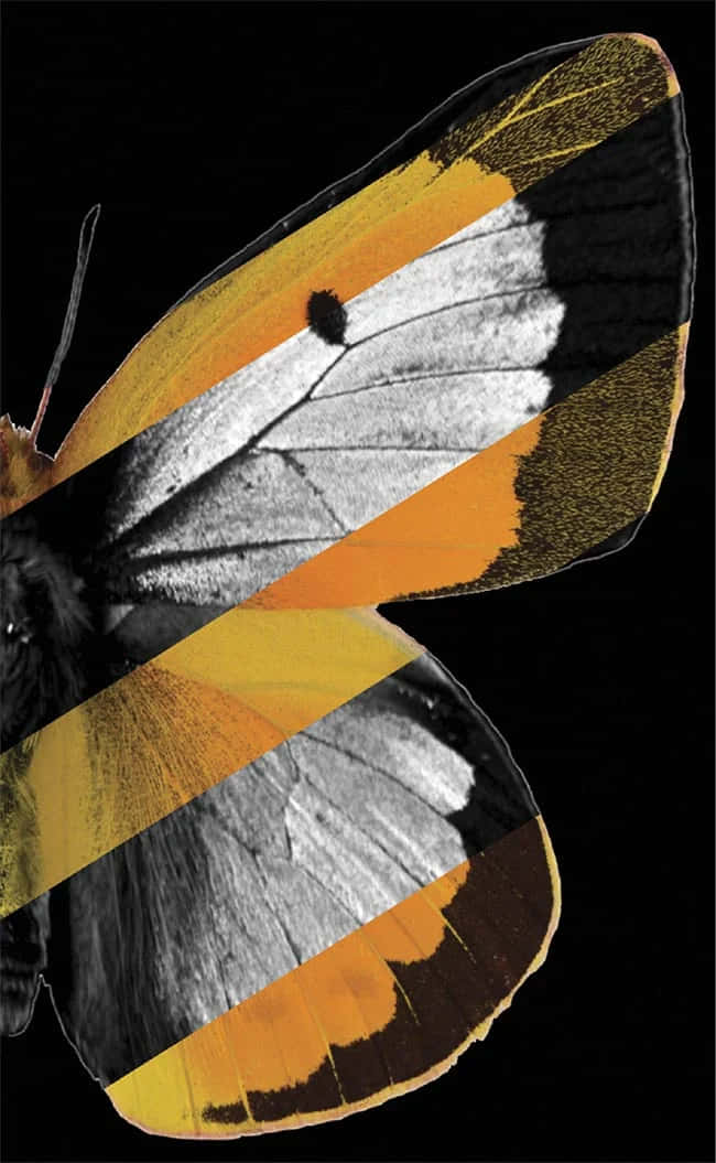 Sulphur Butterfly, vibrant orange yellow, black sections, SD Phone Wallpaper