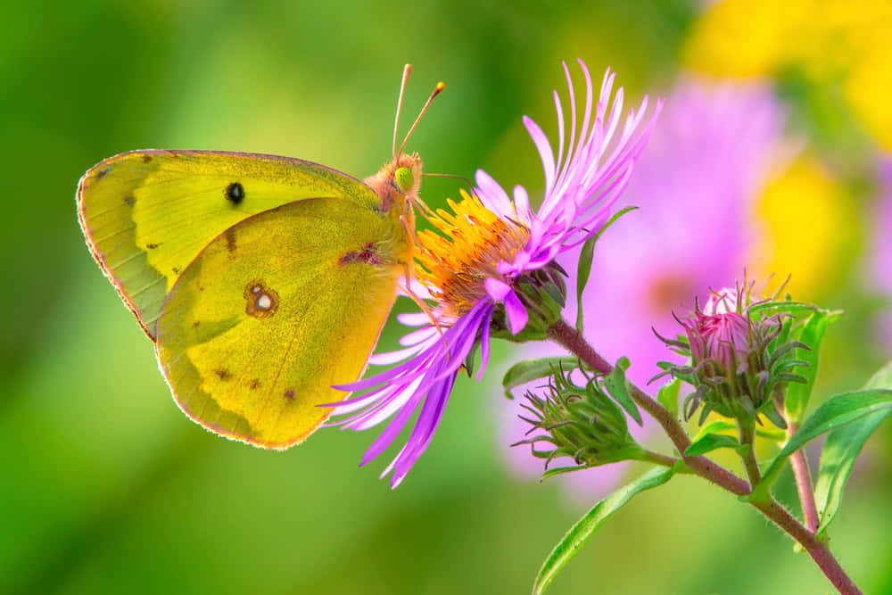Sulphur Butterfly, purple aster flower, vibrant yellow butterfly, SD Desktop Wallpaper