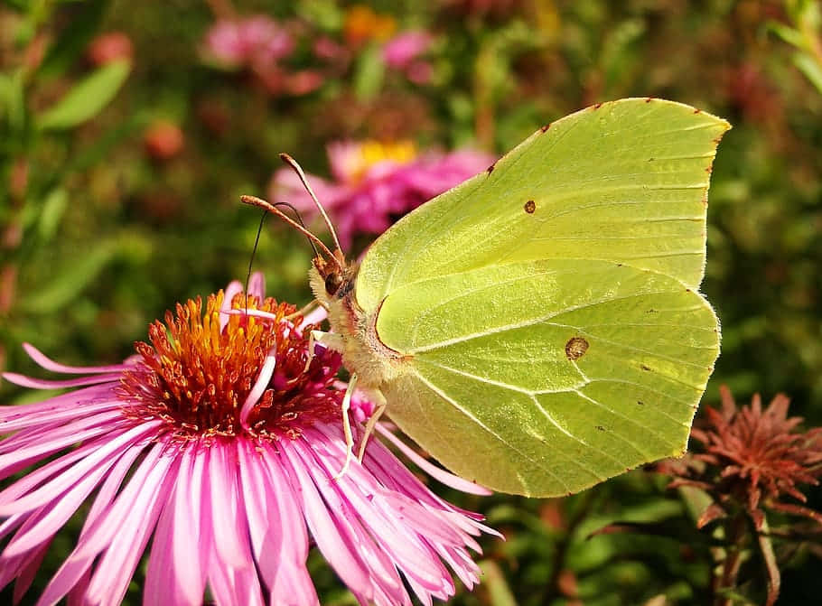 Sulphur Butterfly, pink flower, bright green butterfly, SD Desktop Wallpaper